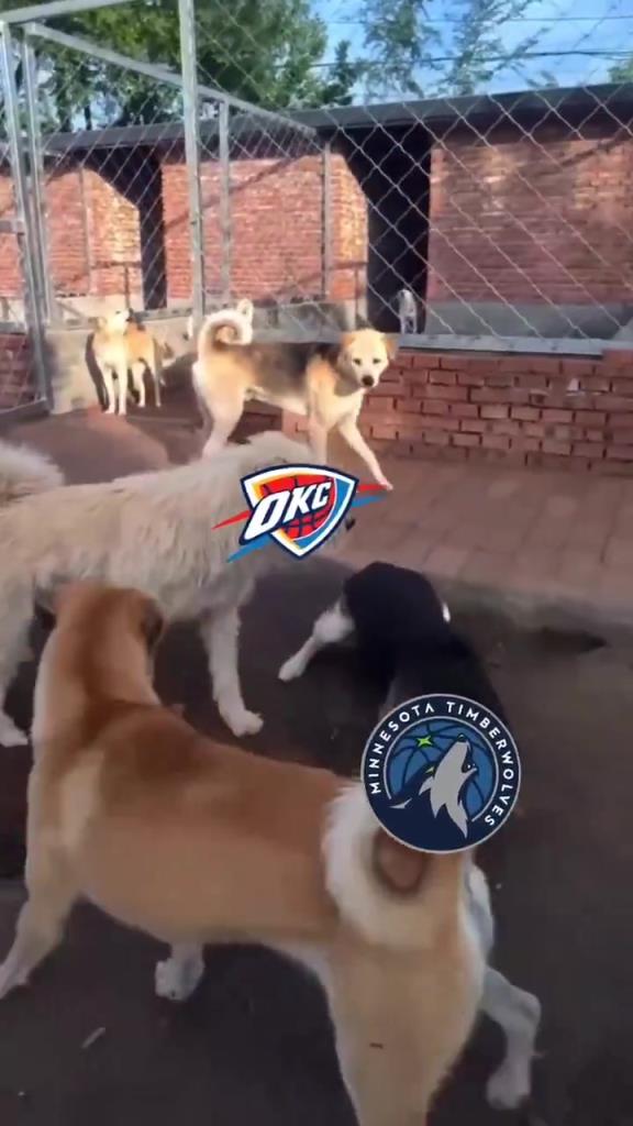 太有活了！美媒惡搞：狗王雷霆嚇退掘金灰熊，把森林狼按地上